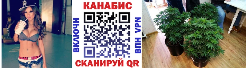 Канабис OG Kush Сальск